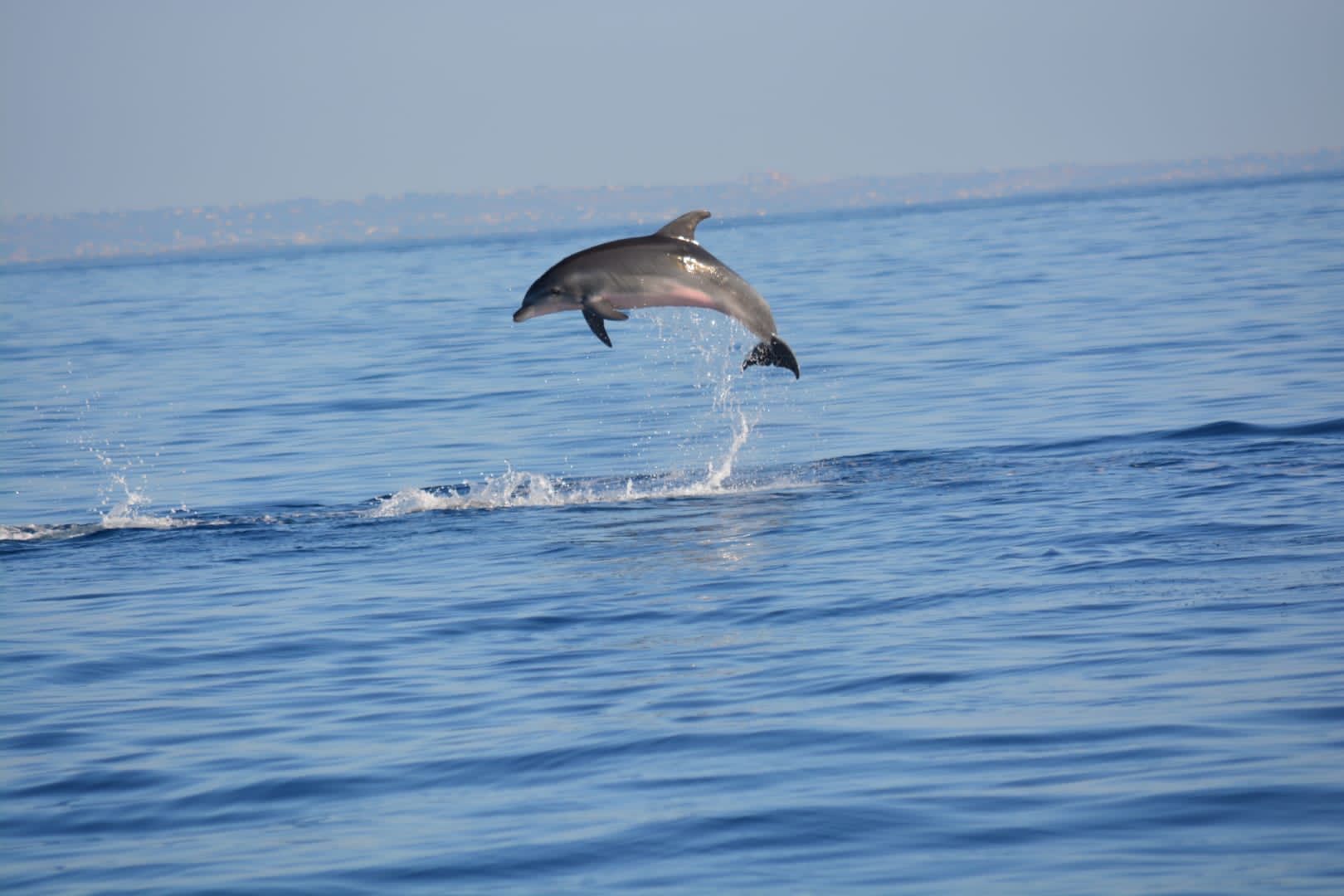 Delfino in salto nelle acque delle Egadi